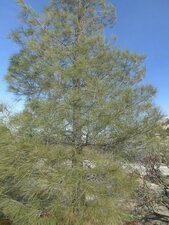Pinus sabiniana Plant